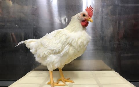 Scientists have bred hens specially to lay the prized eggs - Credit: Telegraph