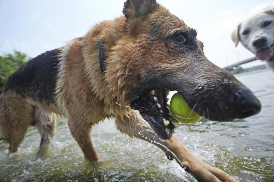 A dog carries a tennis ball in the water at White Rock Lake in Dallas, Tuesday, June 20, 2023. It's Texas, it's summer, it's hot. (AP Photo/LM Otero)