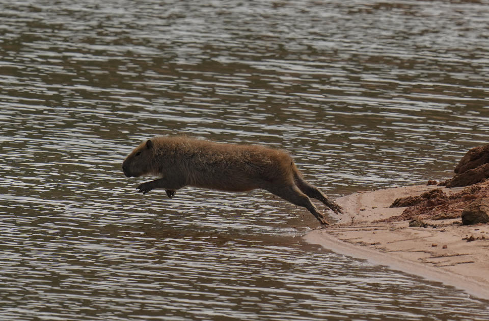 A capybara jumps into the Jaguari dam, which is part of the Cantareira System, responsible for providing water to the Sao Paulo metropolitan area, in Braganca Paulista, Brazil, Wednesday, Aug. 25, 2021. Water levels plunged during the drought season, bringing concerns about the water supply to the largest Brazilian metropolitan area. (AP Photo/Andre Penner)