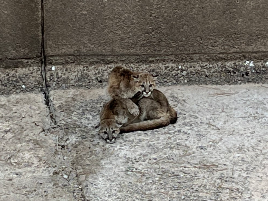 CPW rescues yearling mountain lions from spillway