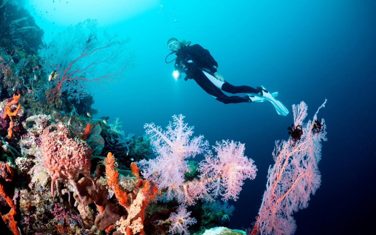 Experience the beauty of Coral Reef with this 360-degree underwater tour