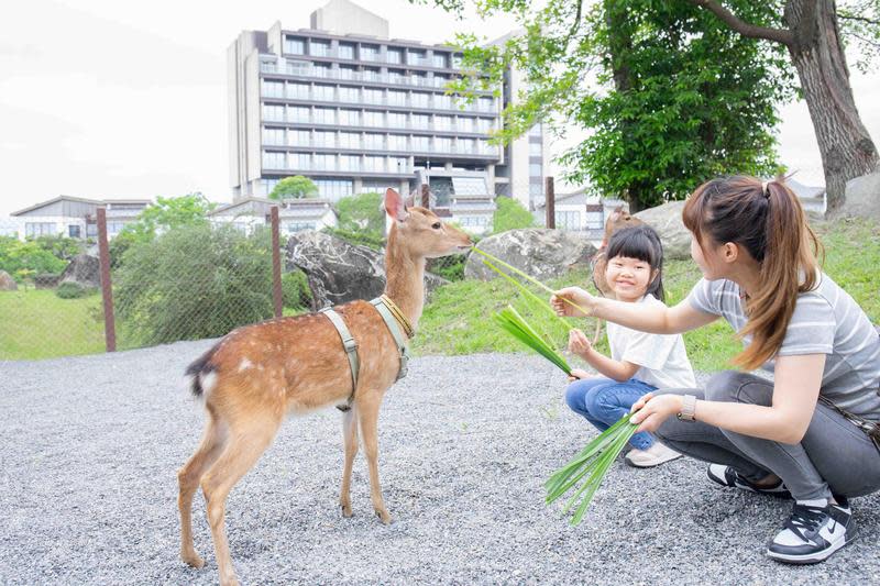 綠舞新園區「島兒鹿鹿」於今年夏天正式啟用。