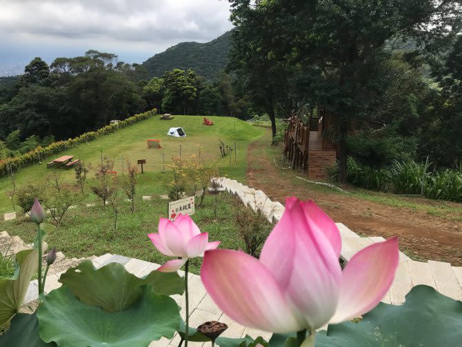 夏天的梅居農場，蓮花正開