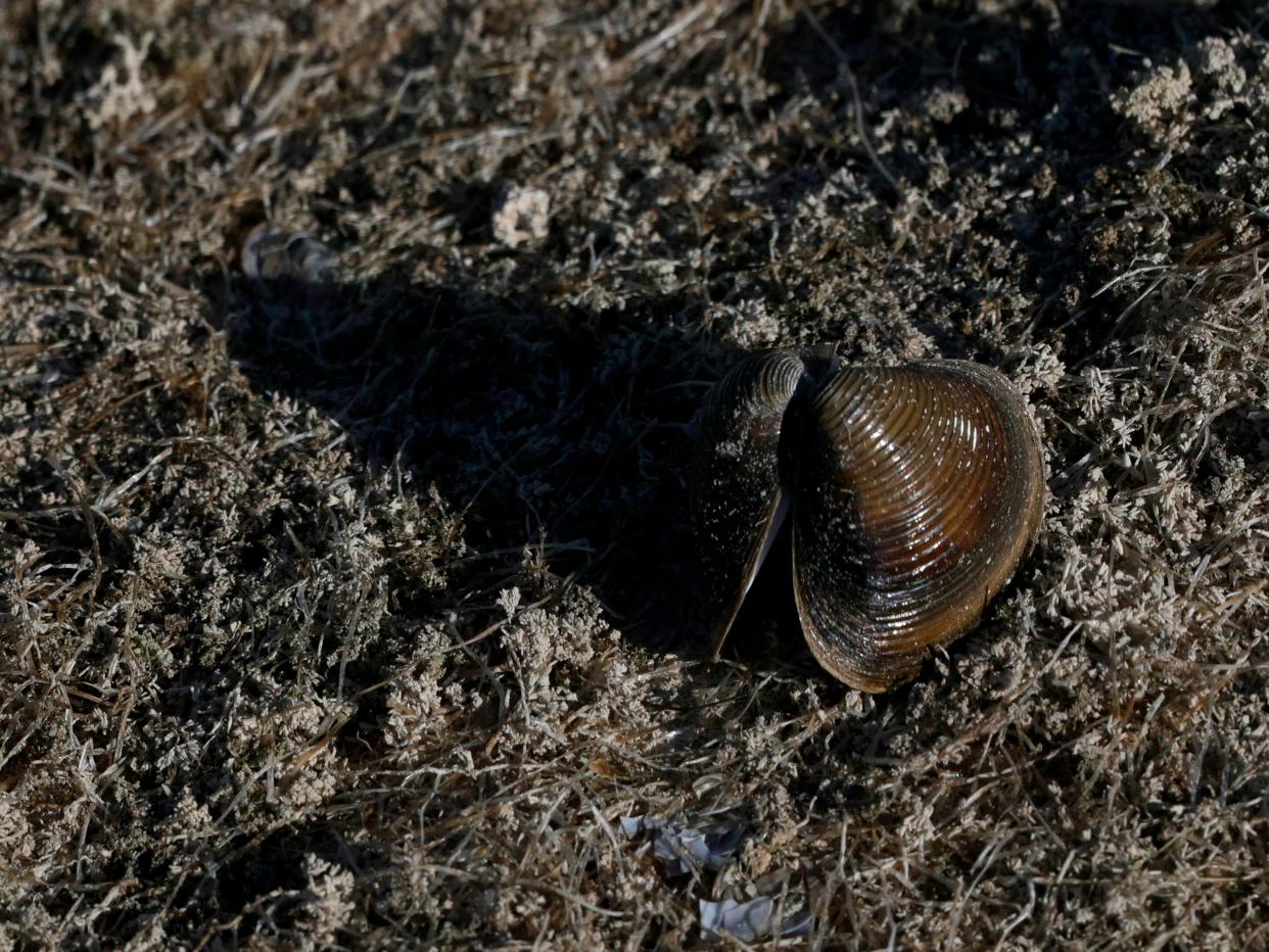 A quagga mussel lies in mud in Nevada's Boulder Harbor, where the Lake Mead Marina was once located, on June 12, 2021.