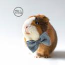 <p><strong>MiepsTheGuineapig</strong></p><p>etsy.com</p><p><strong>$11.16</strong></p><p><a href="https://go.redirectingat.com?id=74968X1596630&url=https%3A%2F%2Fwww.etsy.com%2Flisting%2F487052236%2Fbow-tie-for-guinea-pig&sref=https%3A%2F%2Fwww.countryliving.com%2Flife%2Fkids-pets%2Fg36718902%2Fcostumes-for-guinea-pigs%2F" rel="nofollow noopener" target="_blank" data-ylk="slk:Shop Now;elm:context_link;itc:0;sec:content-canvas" class="link ">Shop Now</a></p><p>Some guinea pigs don't really care what they are dressed as, as long as they feel spiffy. This felt bowtie is the perfect garment to keep your fluffy friend looking fancy. </p>