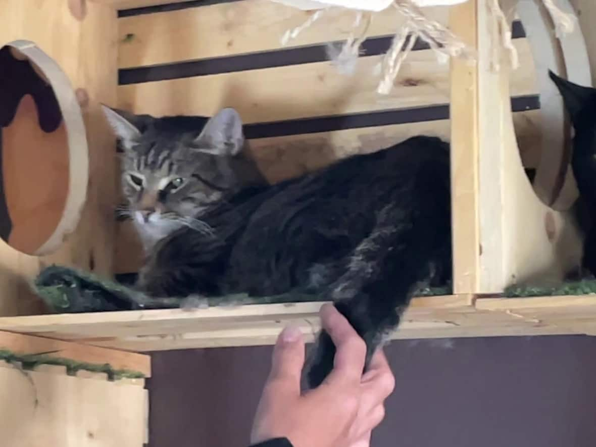 Animals like this cat were unable to stay in the shelter last summer due to excessive heat. (Darryl Dinn/CBC - image credit)