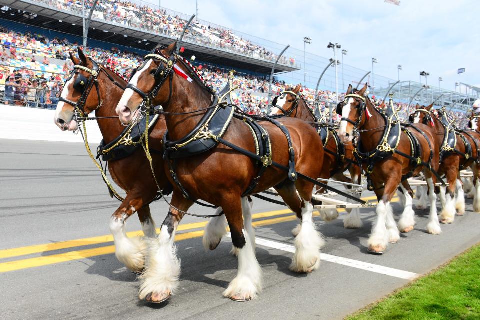 The Budweiser Clydesdales on parade at the Daytona 500 in 2019.