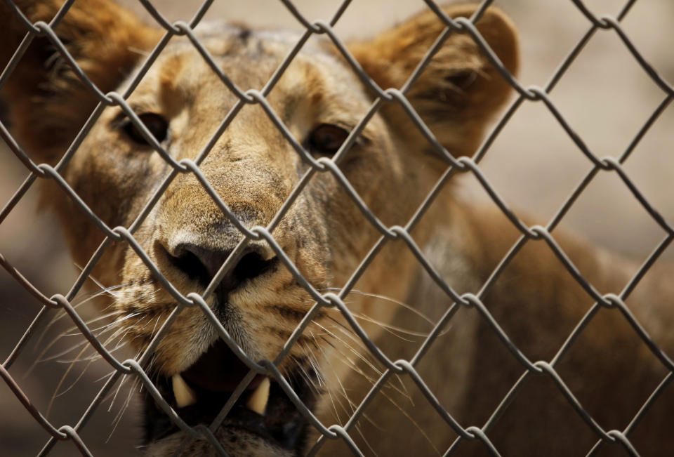 In this March 26, 2012 photo, a lioness looks through a protective fence at the Gir Sanctuary in the western Indian state of Gujarat, India. Nurtured back to about 400 from less than 50 a century ago, these wild Asiatic lions are the last of a species that once roamed from Morocco and Greece to the eastern reaches of India. But the lions' precarious return is in jeopardy. Experts warn that crowded together in the park, they are more vulnerable to disease and natural disaster. There is little new territory for young males to claim, increasing chances for inbreeding, territorial conflict or males killing the young. (AP Photo/Rajanish Kakade)