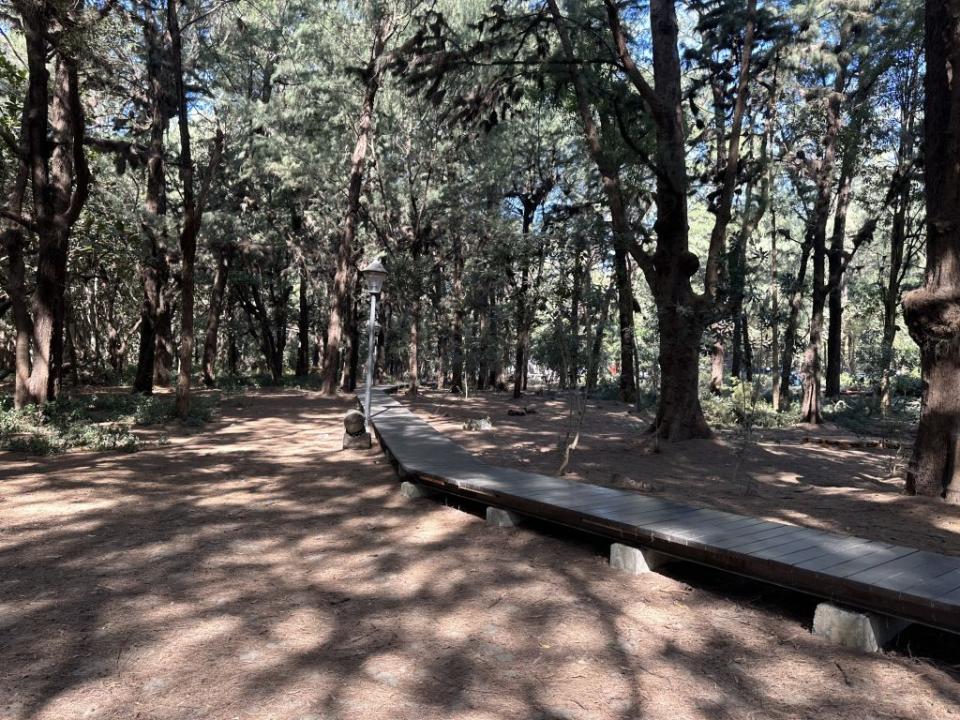 漁光島木麻黃內的林間步道。