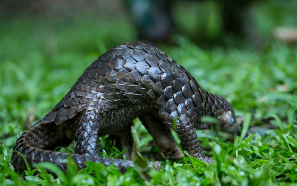 Pangolins are the world's most trafficked mammal - ZSL