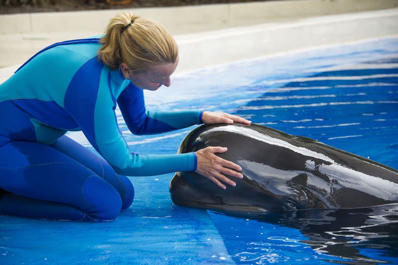 A rescued pilot whale named Ava continues her road to recovery while under the watchful eye of the animal care team at SeaWorld Orlando.