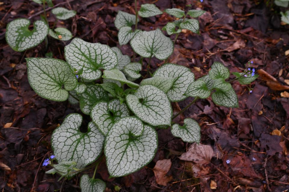 Brunnera ‘Queen of Hearts’ is a proven winner