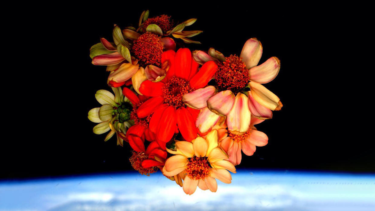  Zinnia flowers in space 