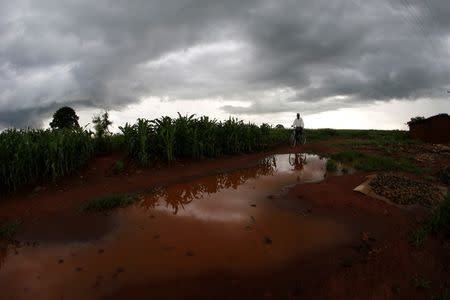 Storm clouds hover as a cyclist passes a field of maize after late rains near the capital Lilongwe, Malawi February 1, 2016. REUTERS/Mike Hutchings