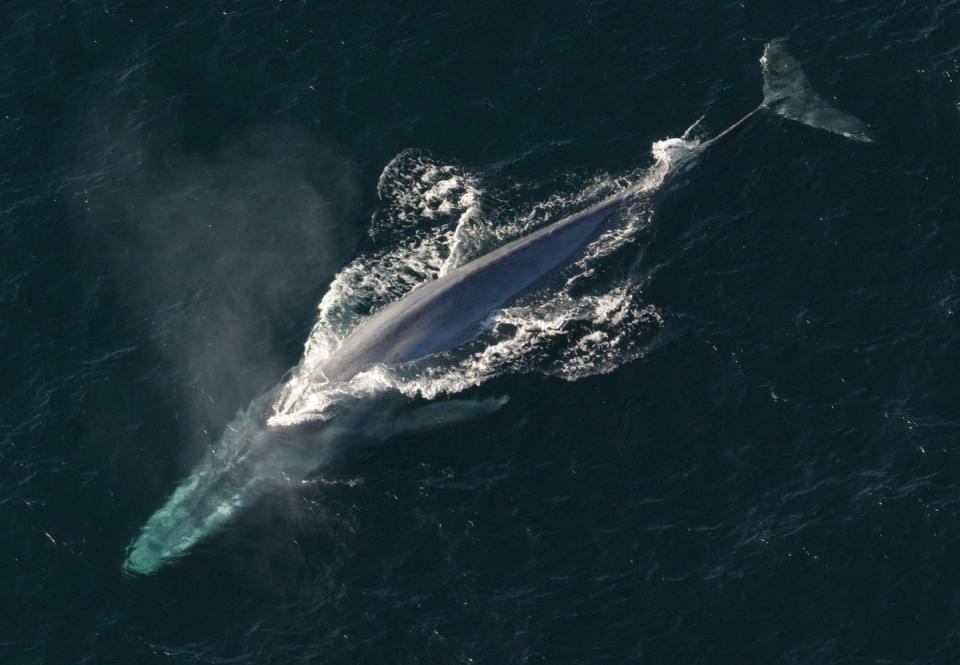 <span class="caption">The blue whale is the largest animal in the world. But what is the smallest?</span> <span class="attribution"><a class="link " href="https://commons.wikimedia.org/w/index.php?curid=17942391" rel="nofollow noopener" target="_blank" data-ylk="slk:NOAA Photo Library;elm:context_link;itc:0;sec:content-canvas">NOAA Photo Library</a></span>