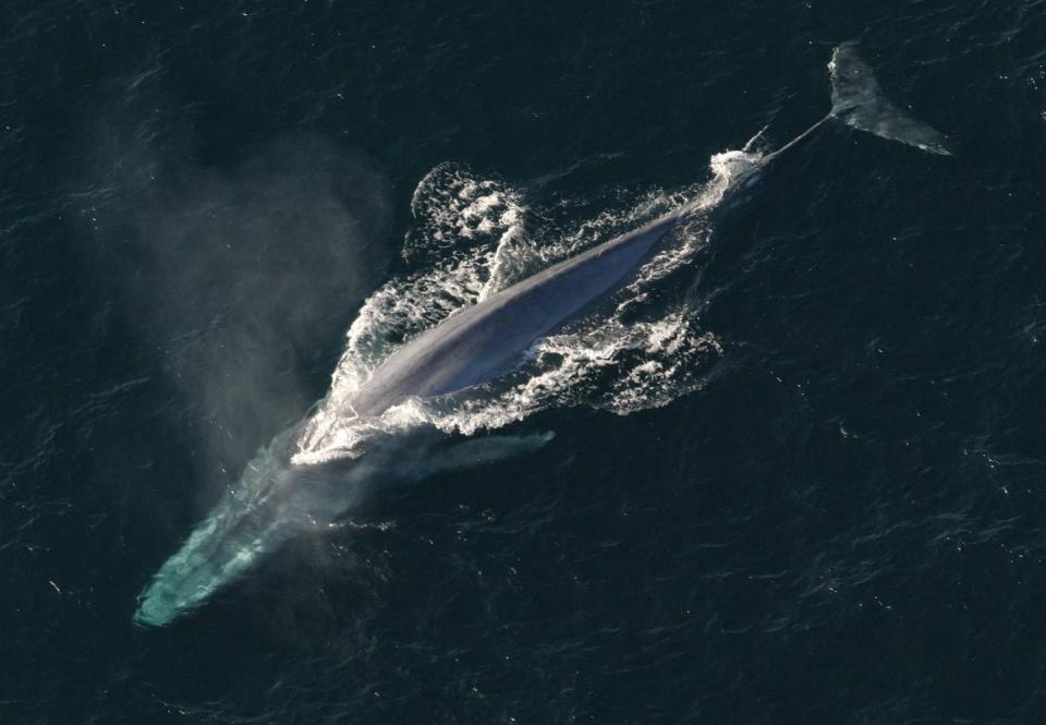 The blue whale is the largest animal in the world. But what is the smallest? <a href="https://commons.wikimedia.org/w/index.php?curid=17942391" rel="nofollow noopener" target="_blank" data-ylk="slk:NOAA Photo Library;elm:context_link;itc:0;sec:content-canvas" class="link ">NOAA Photo Library</a>