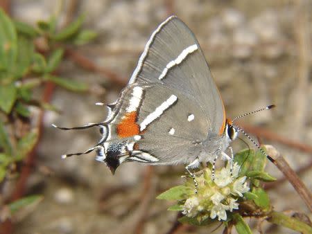 A butterfly species known as Bartram's scrub-hairstreak is shown in this undated handout photo provided by the United States Fish and Wildlife Service August 11, 2014. REUTERS/Holly Salvato/United States Fish and Wildlife Service/Handout via Reuters