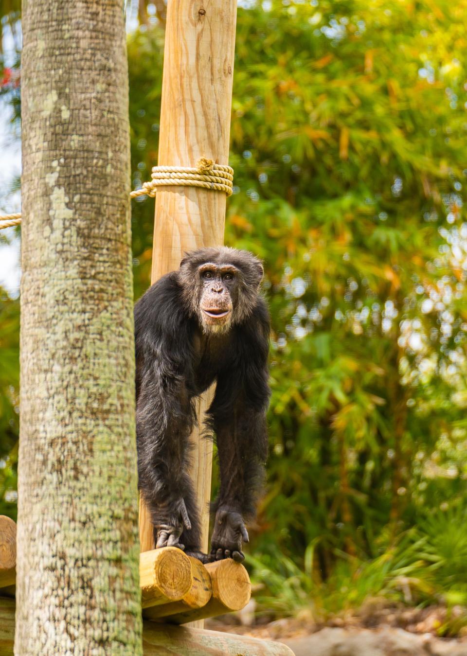 This will add to the troop of two chimpanzees, making it the largest in Central Florida.