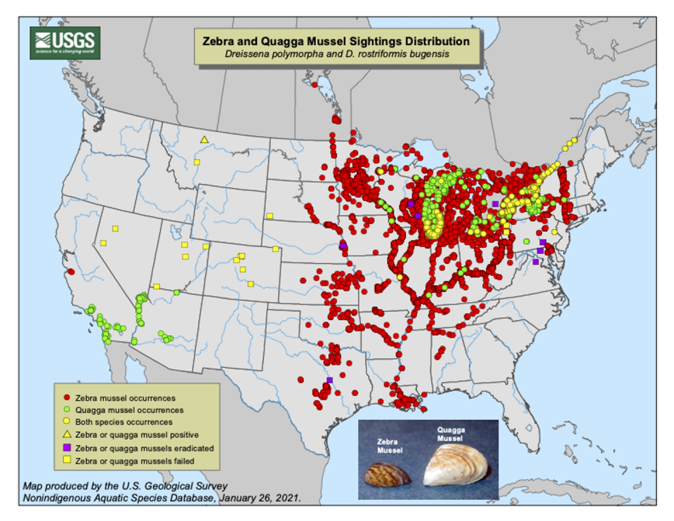 Zebra and quagga mussels have moved east, south and west from the Great Lakes into many other U.S. rivers and lakes. <a href="https://nas.er.usgs.gov/UserImages/current_zm_quag_map.pdf" rel="nofollow noopener" target="_blank" data-ylk="slk:USGS;elm:context_link;itc:0;sec:content-canvas" class="link ">USGS</a>