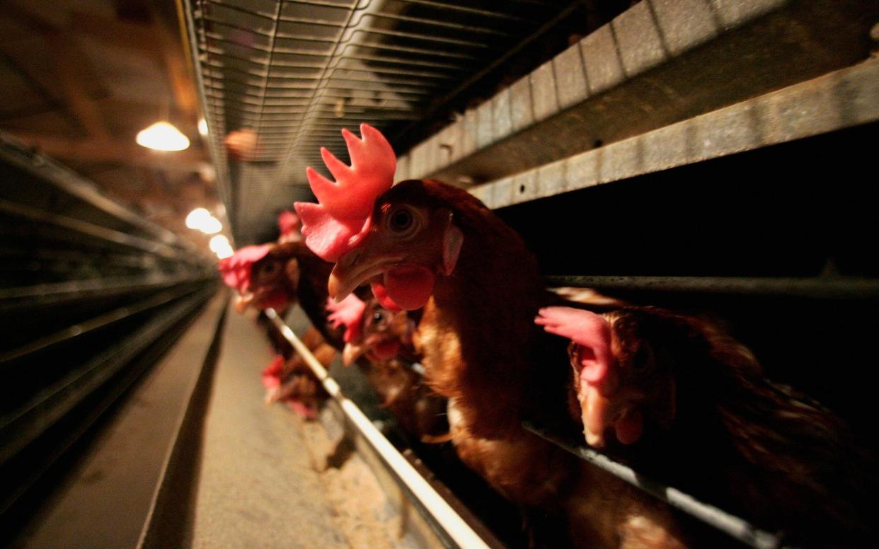 Battery hens sit in a chicken shed