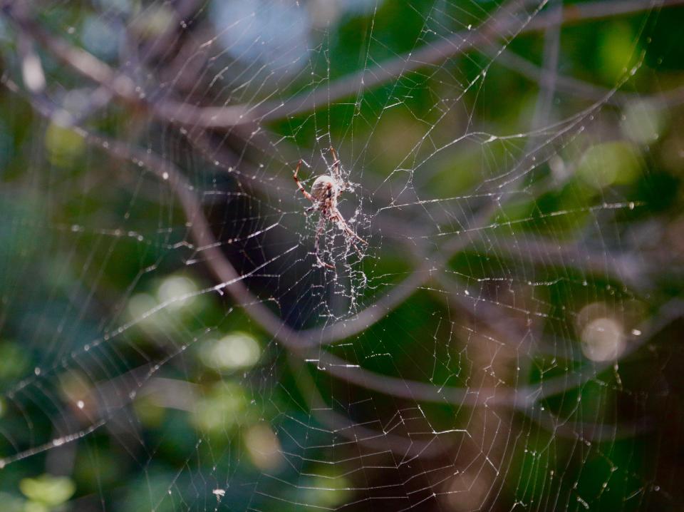 A spider takes up residence along the Sacramento River Trail on Wednesday Aug. 10, 2022.