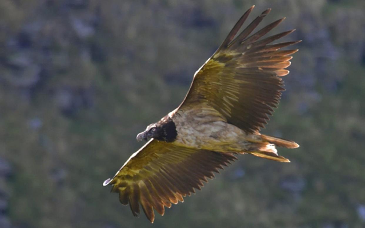 Peak District National Park has caused a row with conservationists after suggesting that a bird of prey may have to be “repatriated” due to threats to its safety. The bearded vulture has been nesting in the Peak District since June and it is believed to be only the second time one has been spotted in the UK. - Tim Birch/Derbyshire Wildlife Trust 