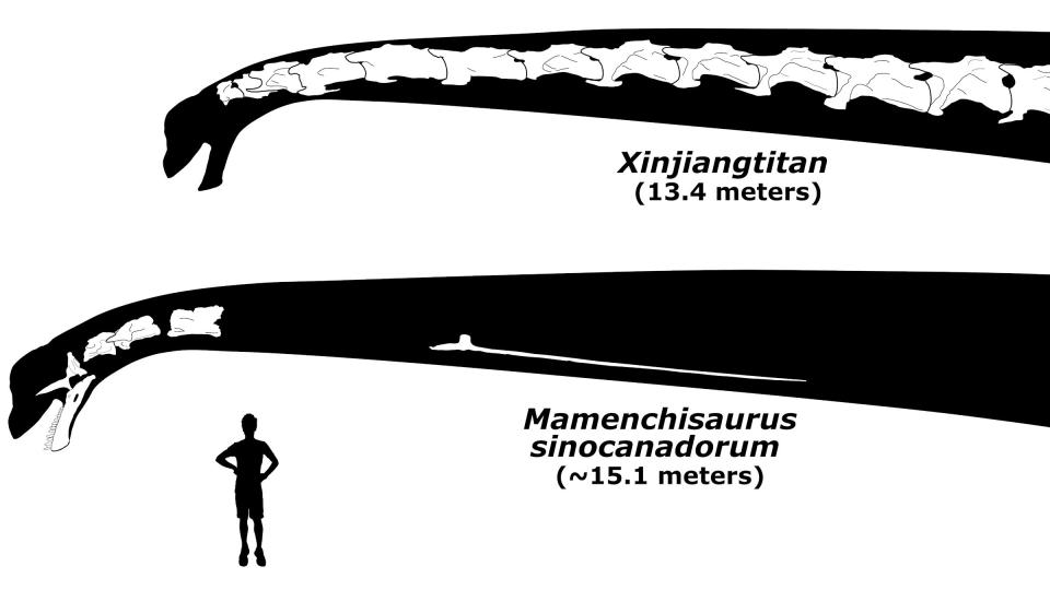 The neck of the record-setting Mamenchisaurus sinocanadorum, with known bones in white, next to its close relative Xinjiangtitan, the longest-necked sauropod for which a complete neck is known.