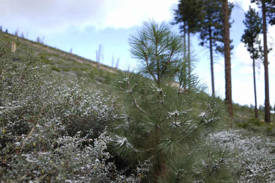 A pine sprouting from the ashes of the 2007 Angora Fire pokes out of chaparral near Lake Tahoe, Calif., on Oct. 23, 2022. Scientists say forest is disappearing as increasingly intense fires alter landscapes around the planet, threatening wildlife, jeopardizing efforts to capture climate-warming carbon and harming water supplies. (AP Photo/Brian Melley)