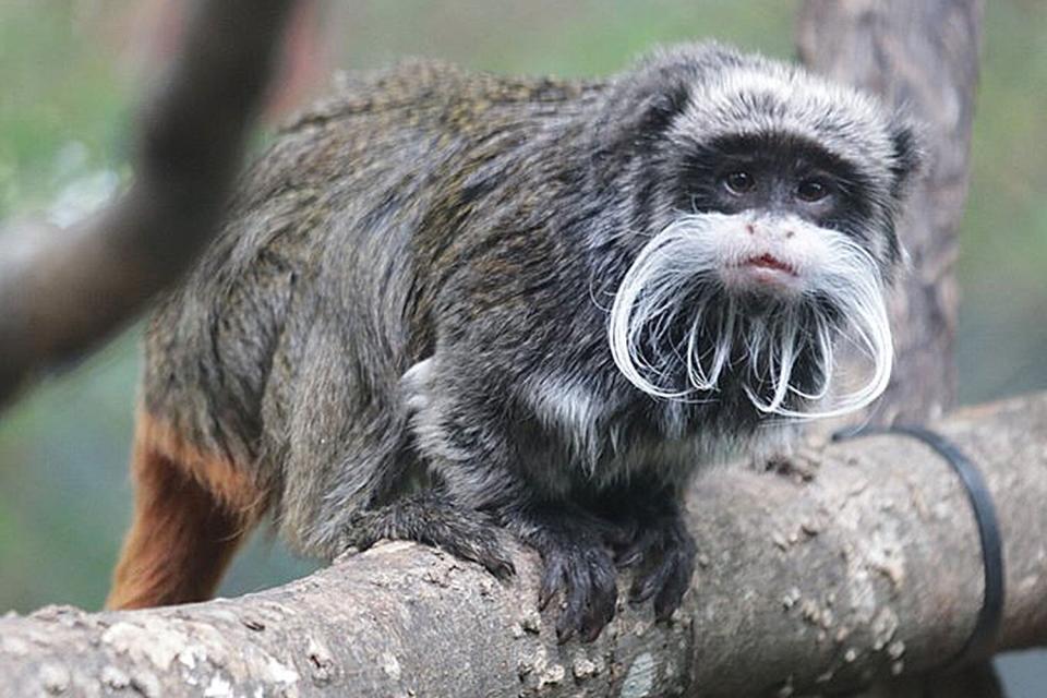 Dallas Zoo Reports the Disappearance of Two Tamarin Monkeys After Multiple Animals Have Gone Missing https://twitter.com/DallasZoo/status/1620195239347511298?ref_src=twsrc%5Egoogle%7Ctwcamp%5Eserp%7Ctwgr%5Etweet