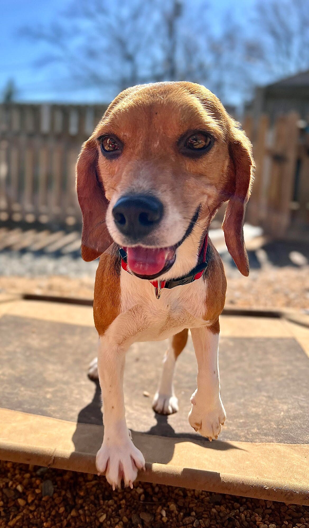 beagles for adoption