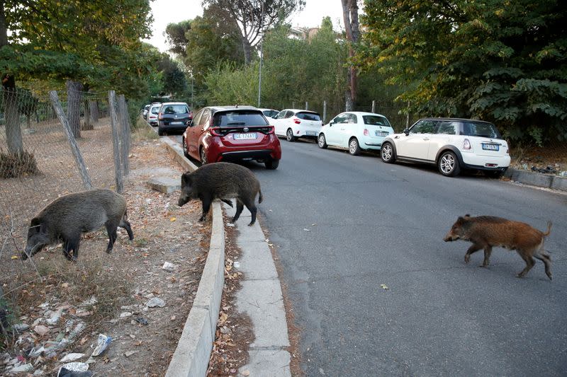 Wild boars roam street foraging for food in Rome