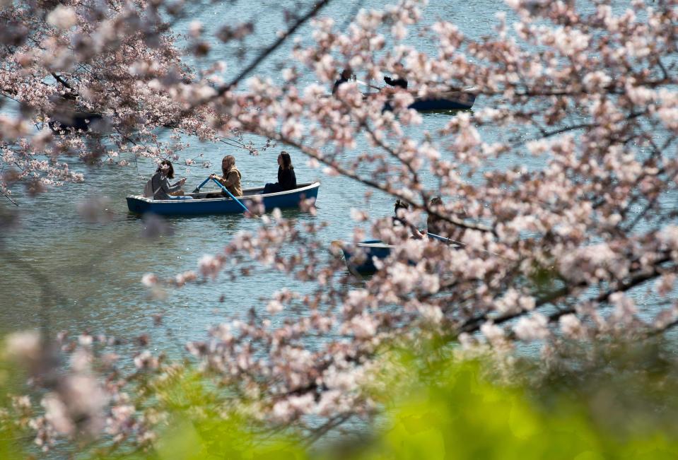 Cherry blossom in Japan - Credit: 2017 Getty Images/Tomohiro Ohsumi
