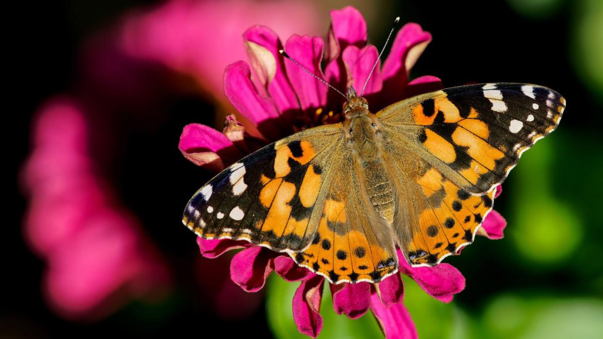 close up of butterfly pollinating on pink flower