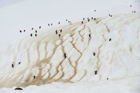 Penguins climb a mountain on Danco Island, Antarctica, February 14, 2018. REUTERS/Alexandre Meneghini