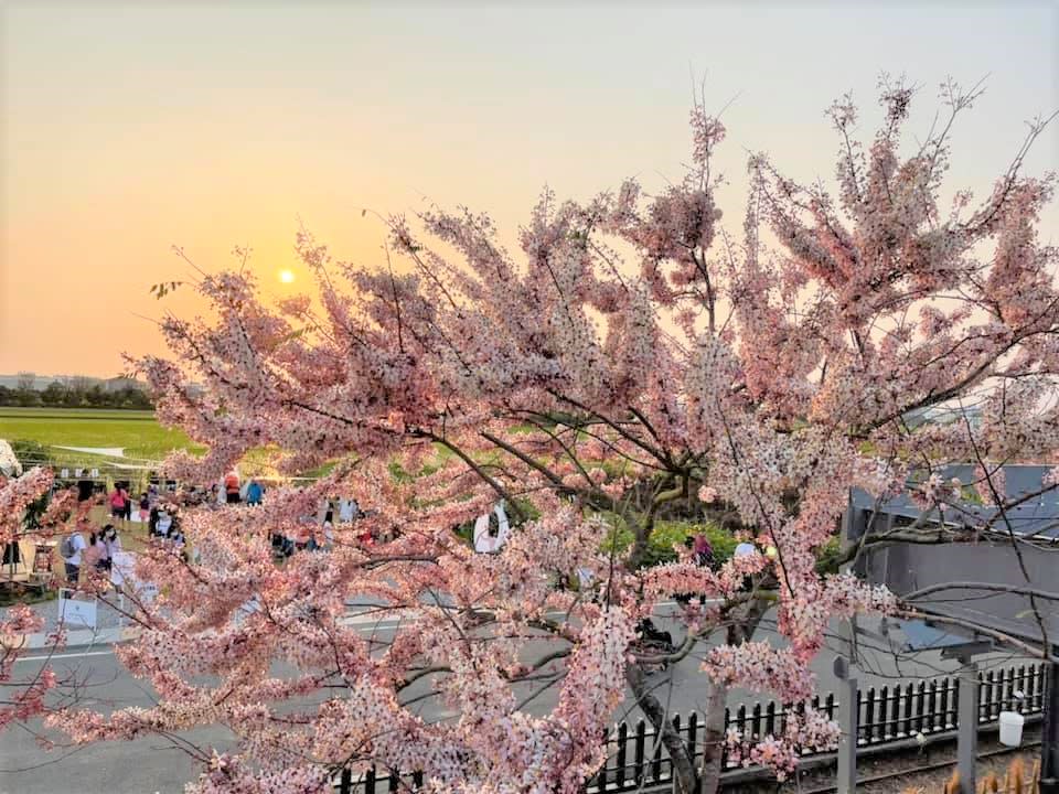 花旗木遠看彷彿粉嫩櫻花，因此有著平地櫻花、泰國櫻花、桃紅陣雨樹等別名，厚實的花朵不容易被風吹落。   圖：台南市政府觀光旅遊局／提供