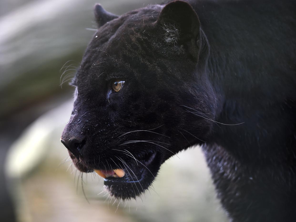 A black panther strolls through its enclosure at the Zooparc de Beauval in Saint-Aignan, central France (AFP via Getty Images)