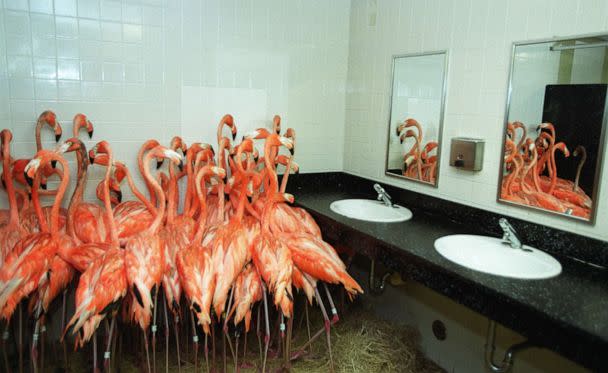 PHOTO: Flamingos take refuge in a bathroom at Miami-Metro Zoo, Sept. 14, 1999, as tropical-storm force winds from Hurricane Floyd approached the Miami area.  (Tim Chapman/Newsmakers/Getty Images)