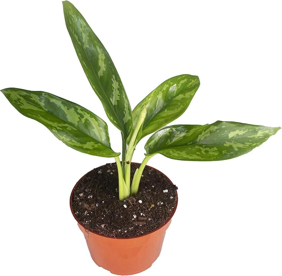 3) Chinese Evergreen