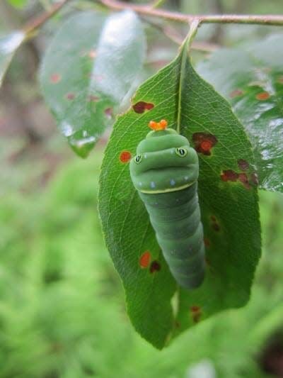 Black cherry is one of the host plants for the Eastern Tiger Swallowtail caterpillar.