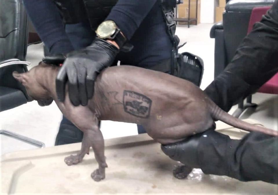A hairless cat with an "Hecho en Mexico" tattoo used by the Mexicles gang was found living in the Cereso No. 3 state prison in Juárez. The cat was turned over to animal welfare authorities.