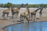 <p>A herd of giraffes keep a careful eye out for predators while drinking from the Chudop watering hole in Etosha National Park. The Chudop hole, near the Namutoni camp, is always active with animals. (Photo: Gordon Donovan/Yahoo News) </p>