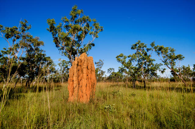 Magnetic Termite Mound, Nitmiluk National Park, Northern Territory, Australia