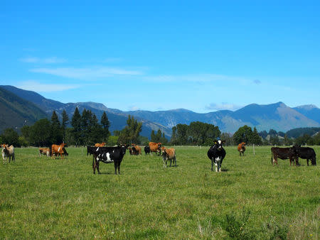 FILE PHOTO - Cattle feed in a field in Golden Bay, South Island, New Zealand March 29, 2016. REUTERS/Henning Gloystein/File Photo