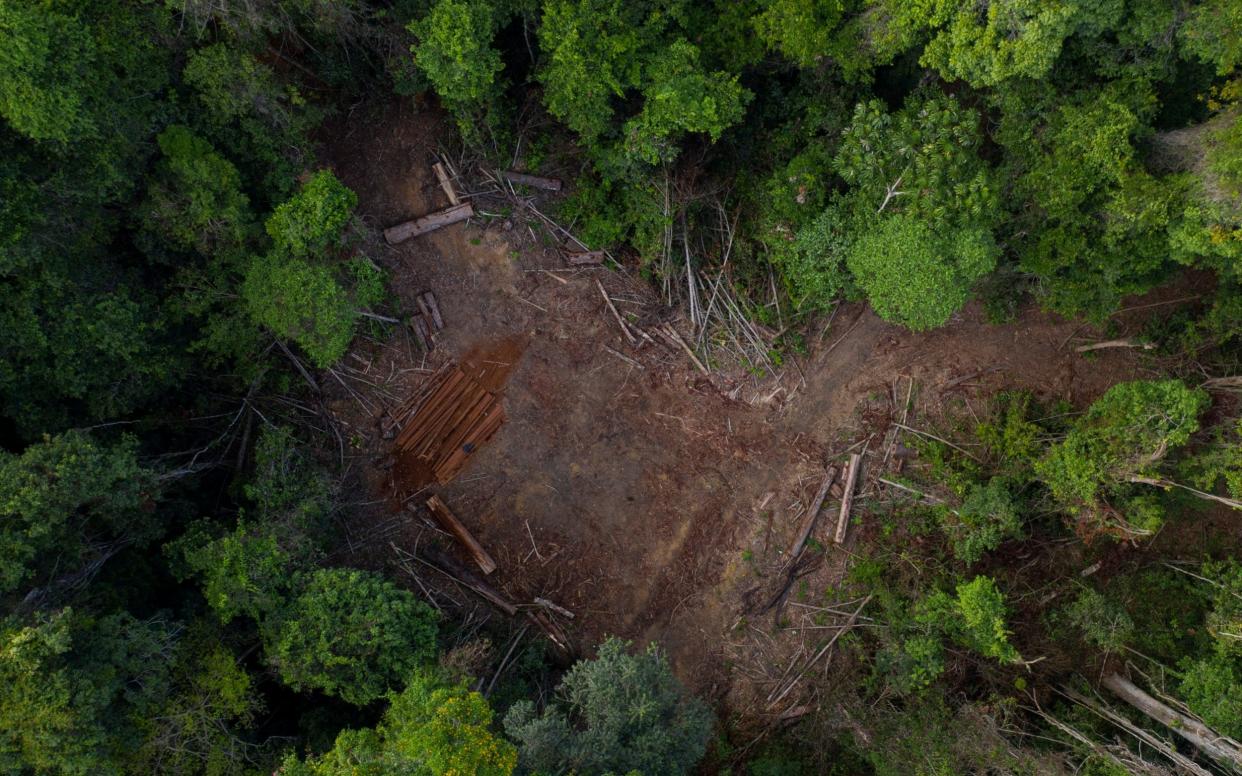 Amazon deforestation hits new high - AP