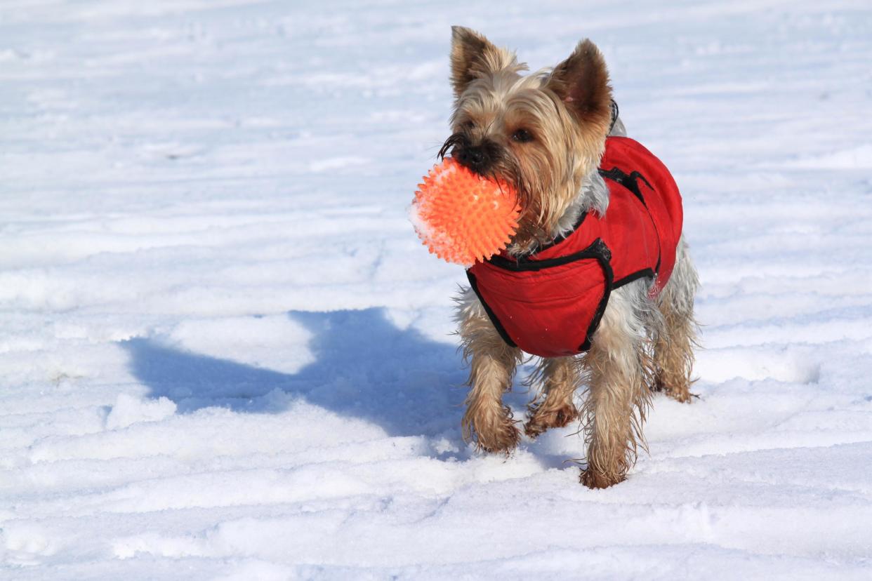 Make sure your pooch is warm and waterproofed with our pick of the best dog coats: istock