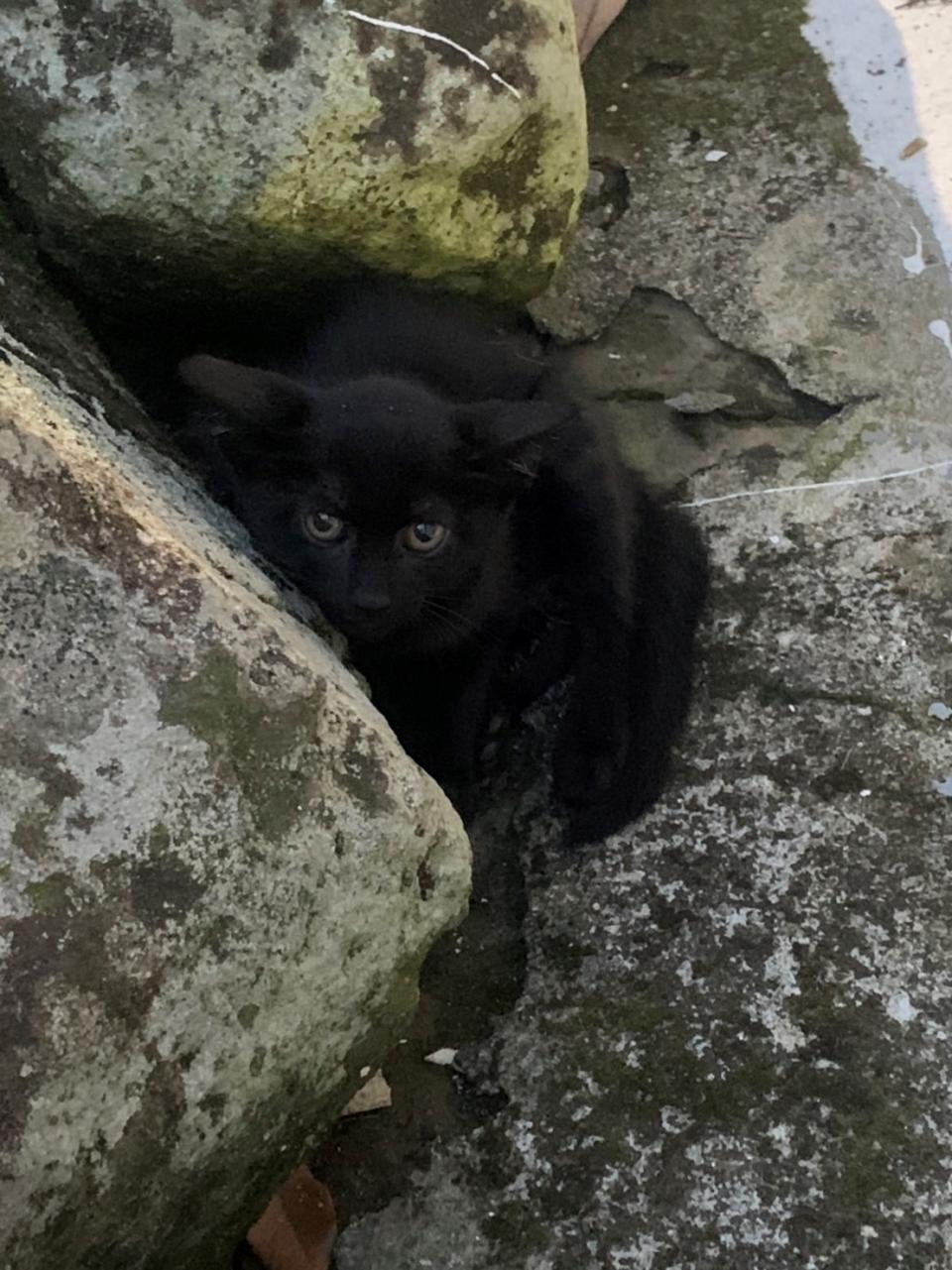 石頭縫發現小黑貓。   圖：新北市動保處提供