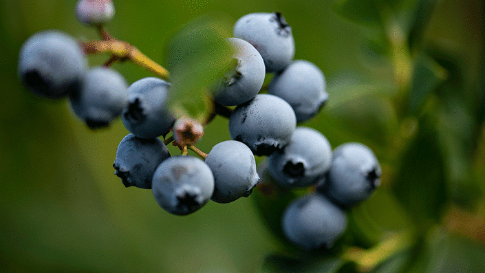 Blueberries on the vine