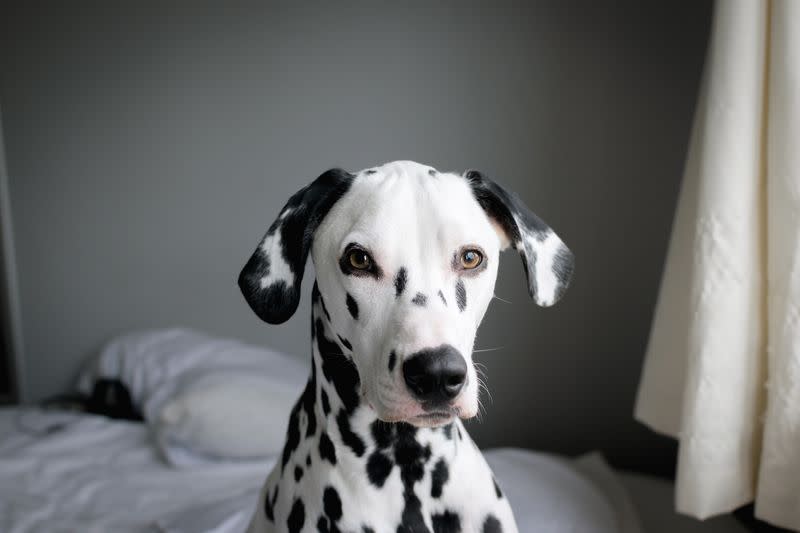 medium dogs dalmation