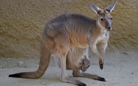 A mother kangaroo and her newly emerged unnamed joey - Credit: AFP