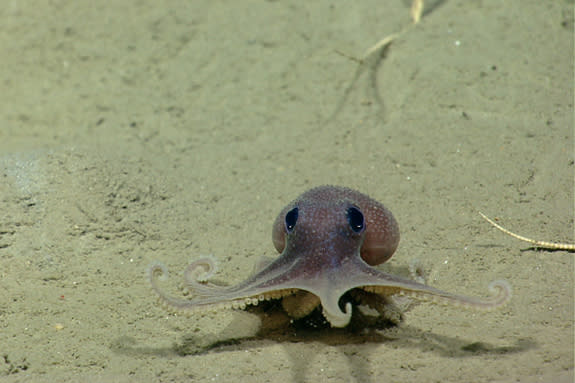 Odd Octopus: What It\'s Like to Be a Clever 8-Armed Creature